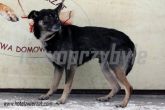 27.02.2014 SIERADZ GMINA PIES 54802